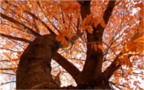 服务器攻击软件